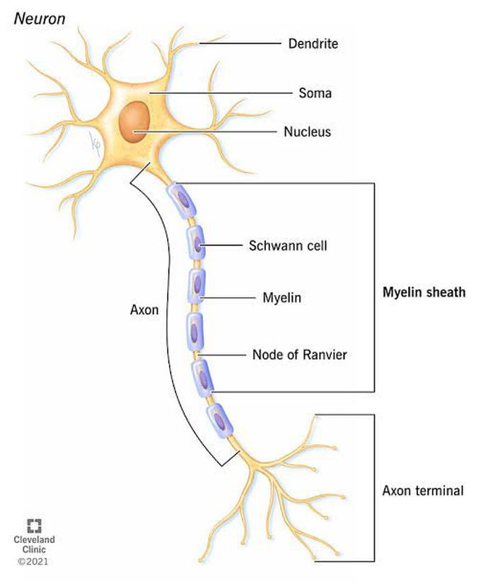 Myelin sheath