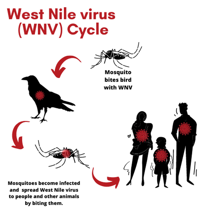 West Nile virus