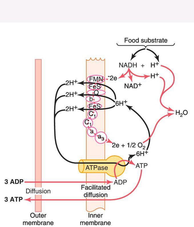 Oxidative phosphorylation