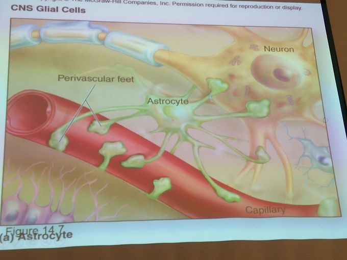 glial cells