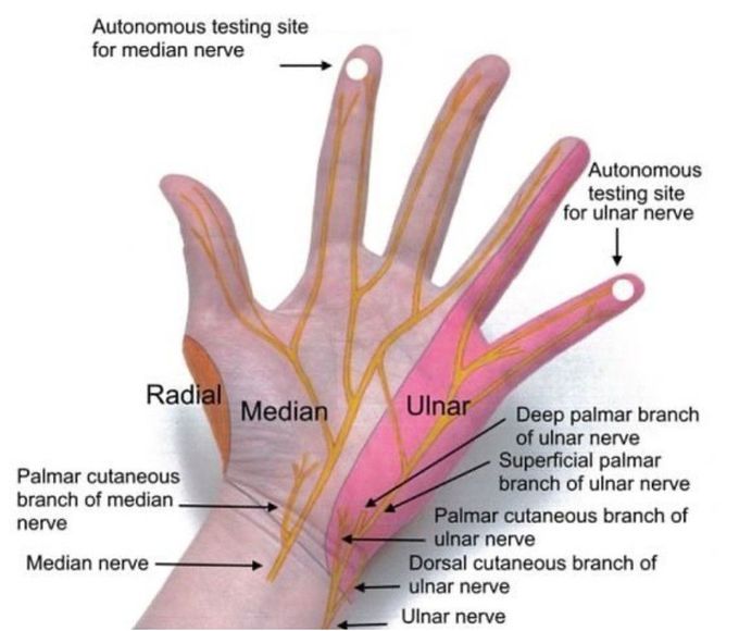 Nerves of the Hand