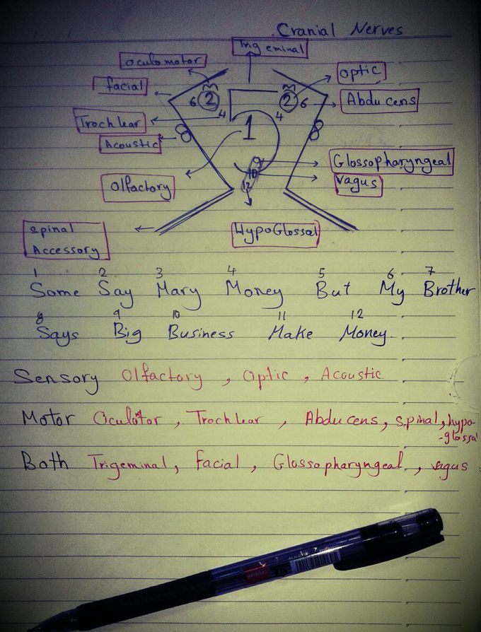 Cranial Nerves