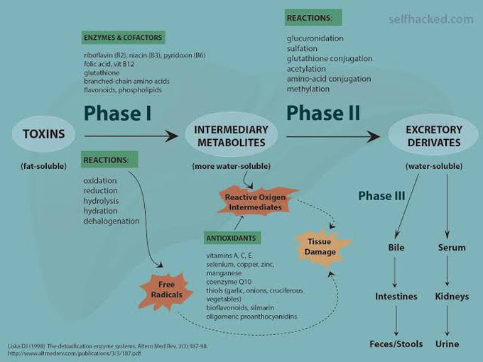 Drug Metabolism