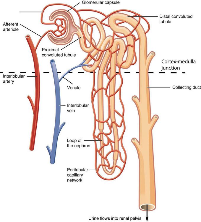Nephron- the functional unit of kidney