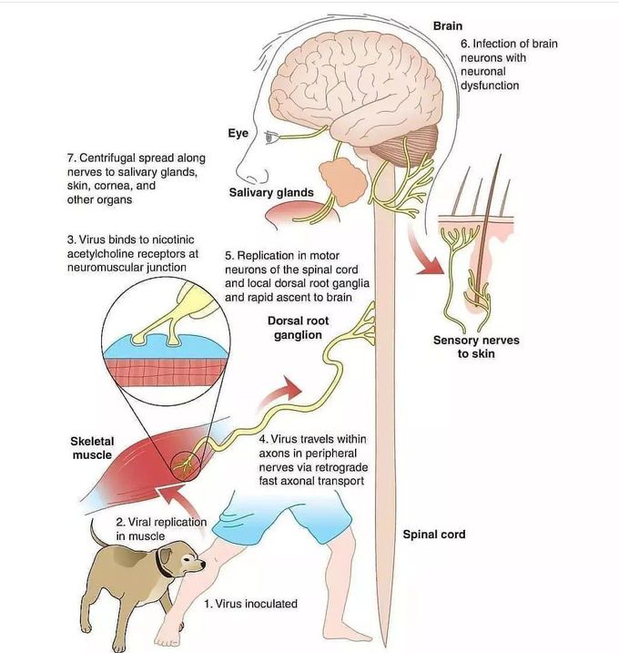 Rabies- Pathogenesis