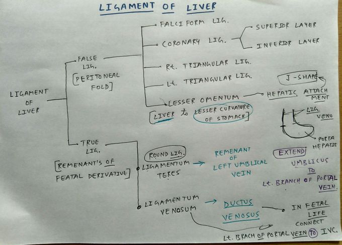 Ligament of liver