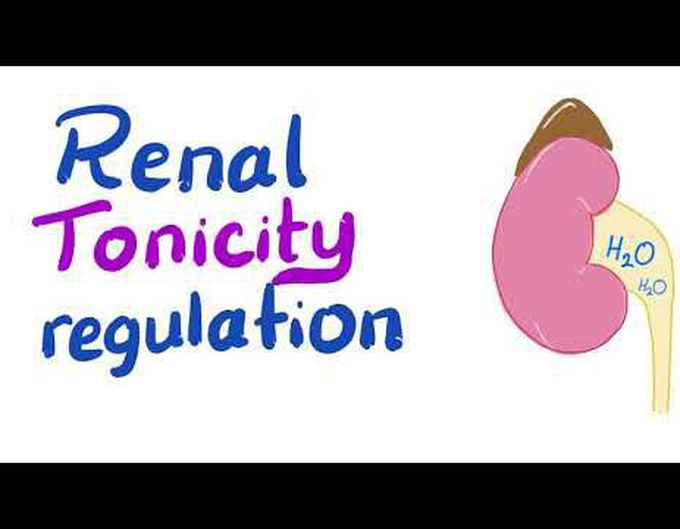 Renal Tonicity Regulation
