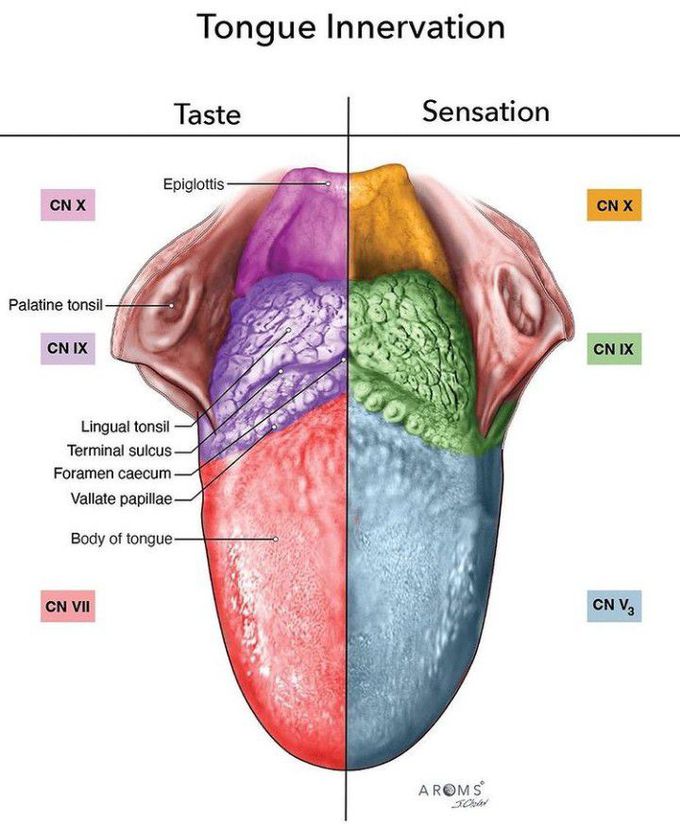 Tongue Innervation