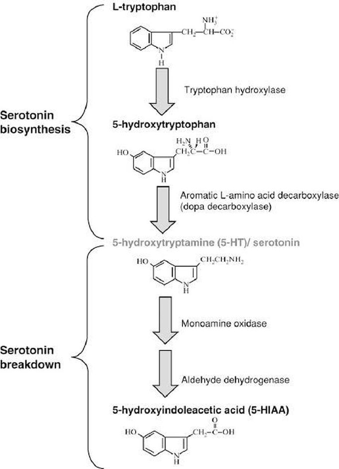 Serotonin