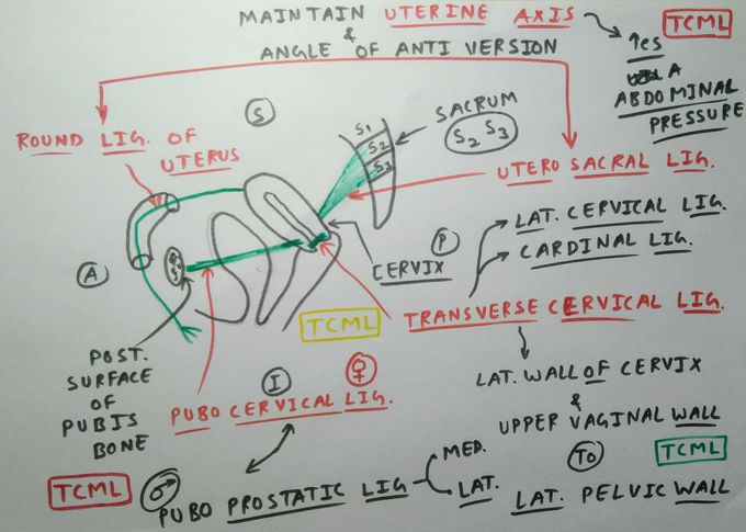 Support of Uterus - 3