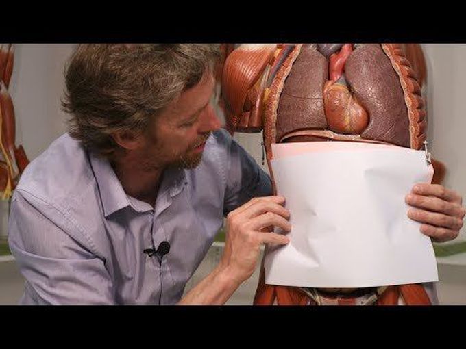 Anatomy of Arcuate Line