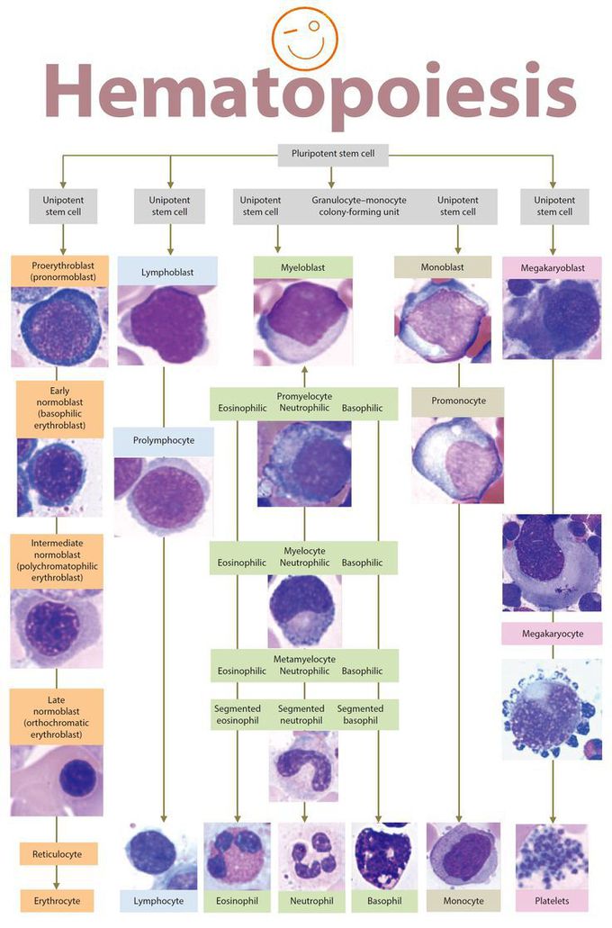 Hematopoiesis