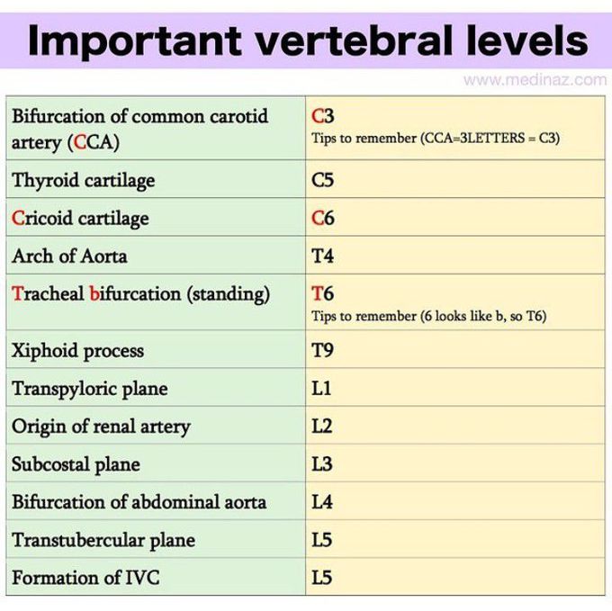 Important vertebral levels