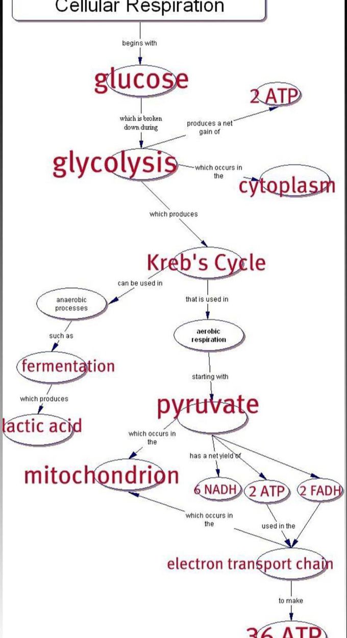 Cellular Respiration