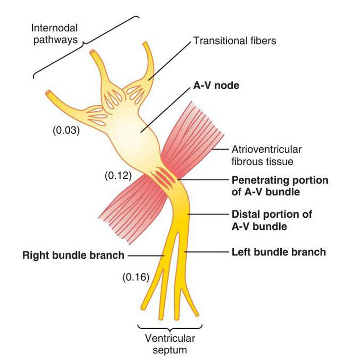 Organization of the atrioventricular (A-V) node. 