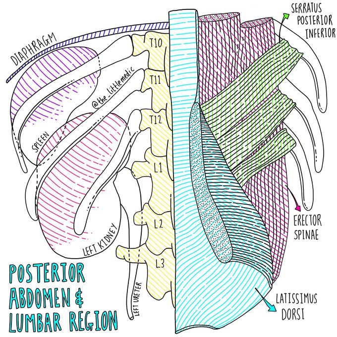 Posterior abdominal organs and lumbar region of the back