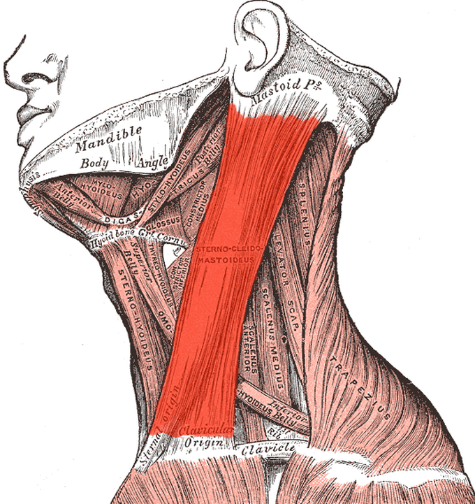 Sternocleidomastoid