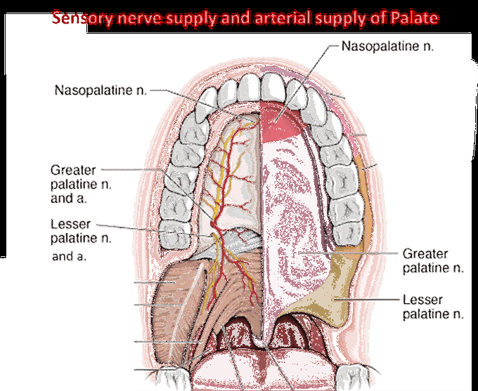 Nerve supply of soft palate