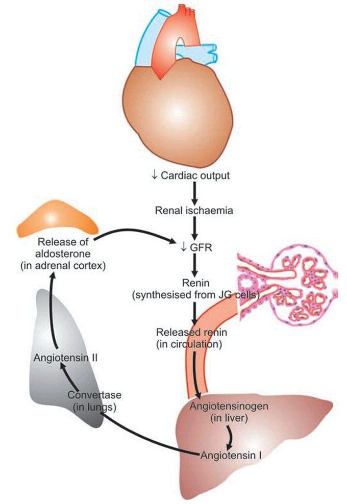 Renin angiotensin aldosterone system