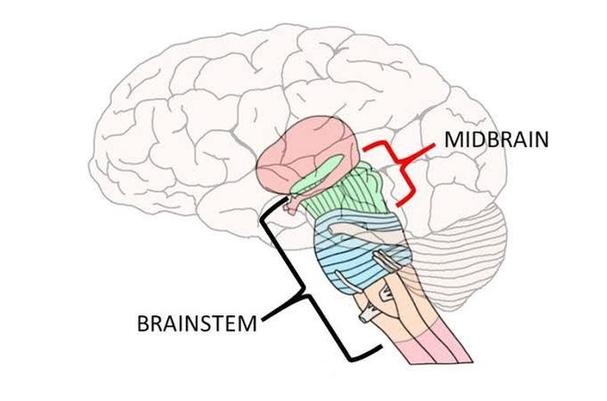 Midbrain