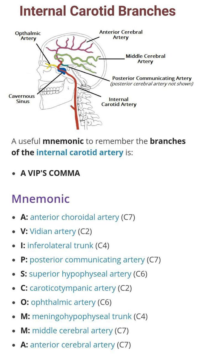 Branches of internal carotid artery.