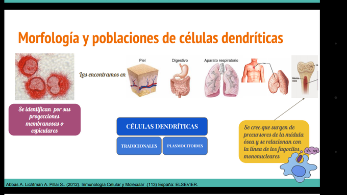 Células dendríticas