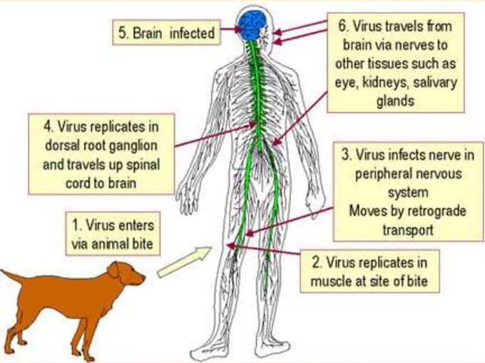 Rabies virus transmission  route and methode of replication