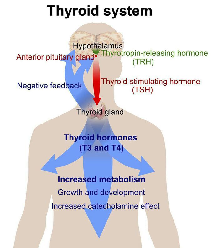The thyroid system