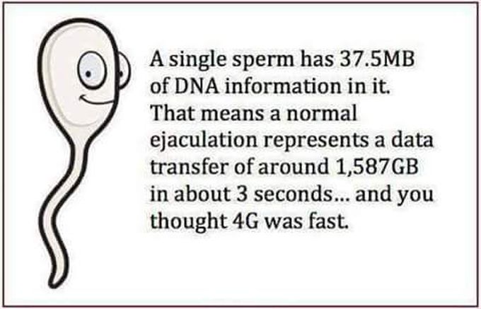 The human sperm