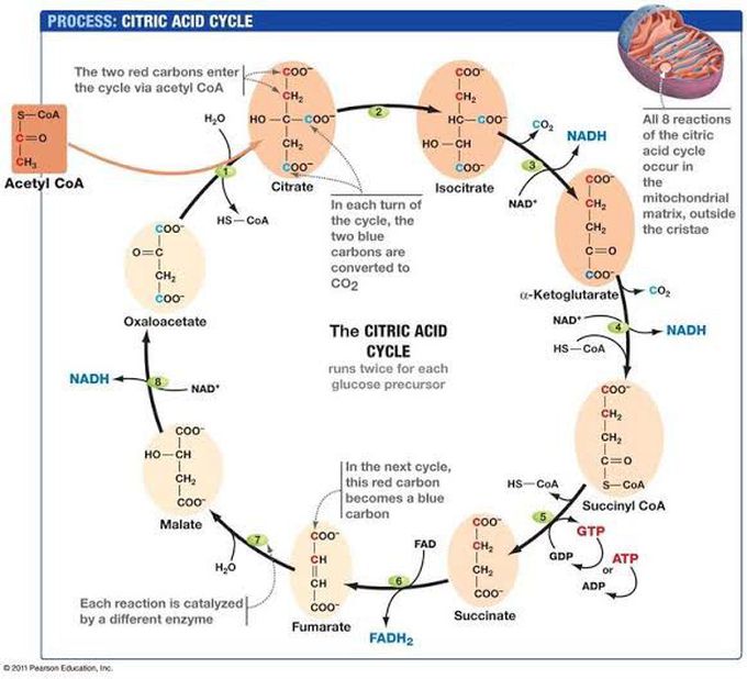 Kreb Cycle