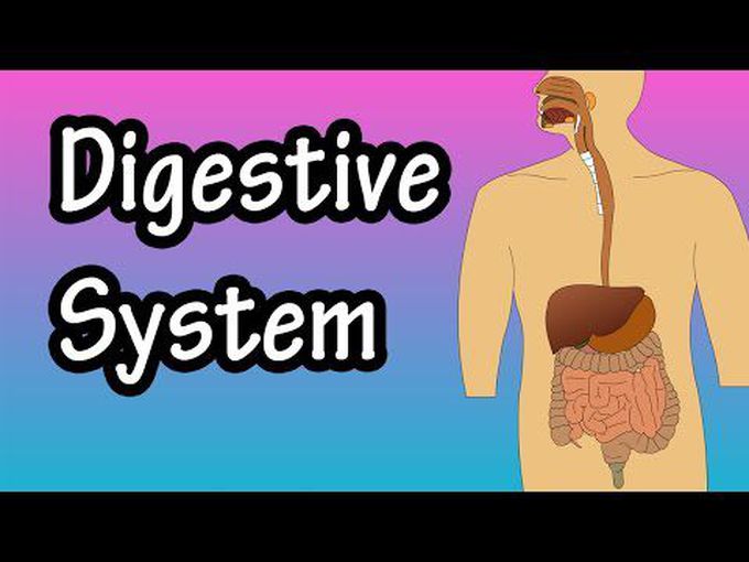 Function of digestive system