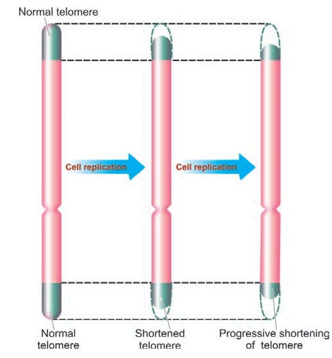 Telomeres on chromosomes