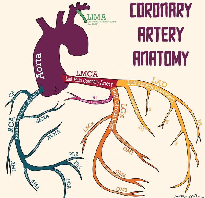 Coronary Artery Anatomy