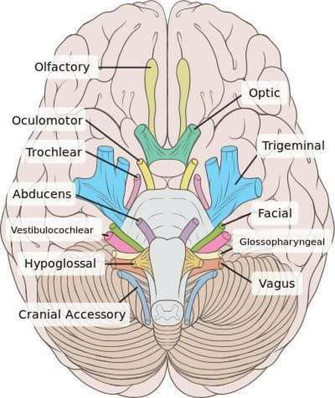 Cranial nerves