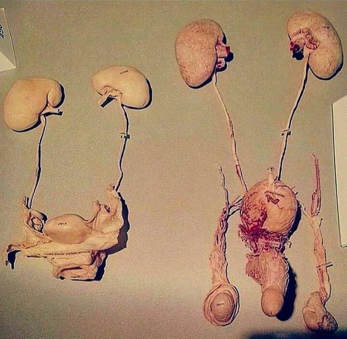 Female VS Male Genitourinary system