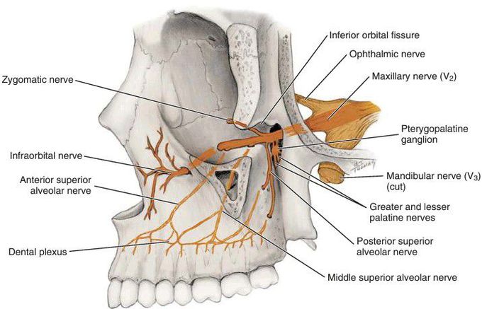 Maxillary teeth innervation