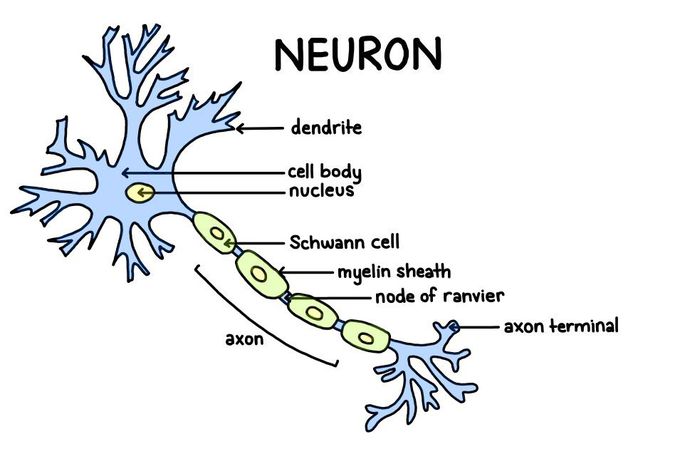 1: The basic anatomy of the neuron. The soma is the body of the neuron