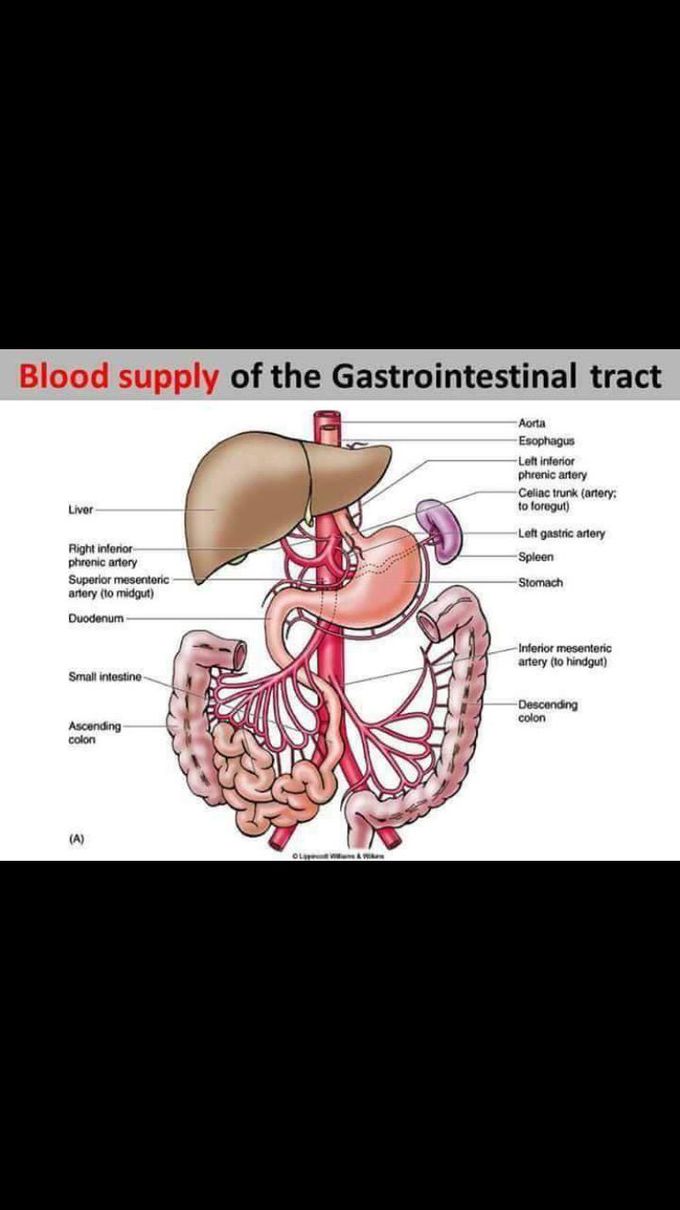 Blood supply of GIT tract