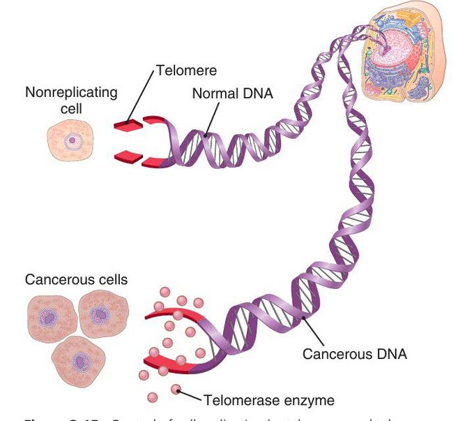 Control of cell replication by telomeres and telomerase