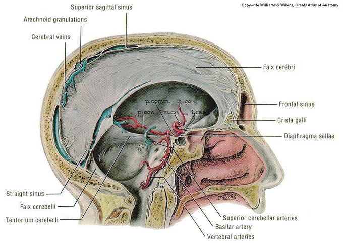 Anatomy ^.^ .