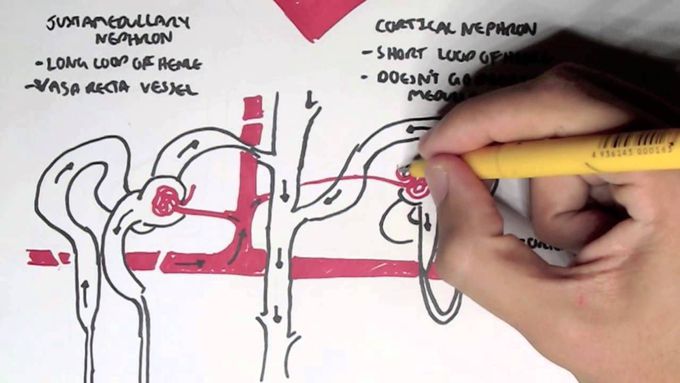 Overview of the Renal system