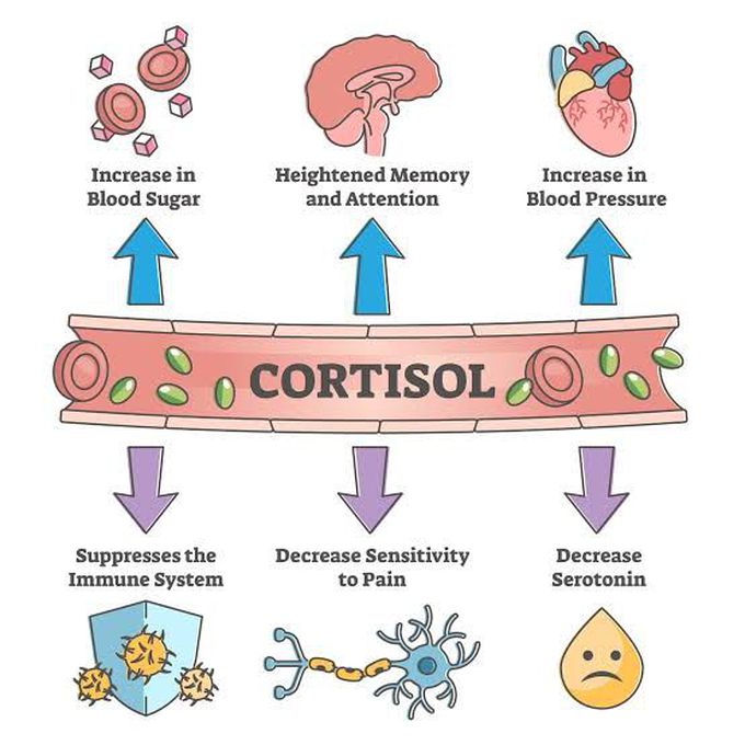 Cortisol Function