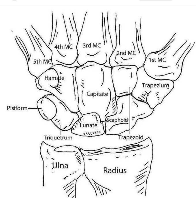 Bones Of The Hand