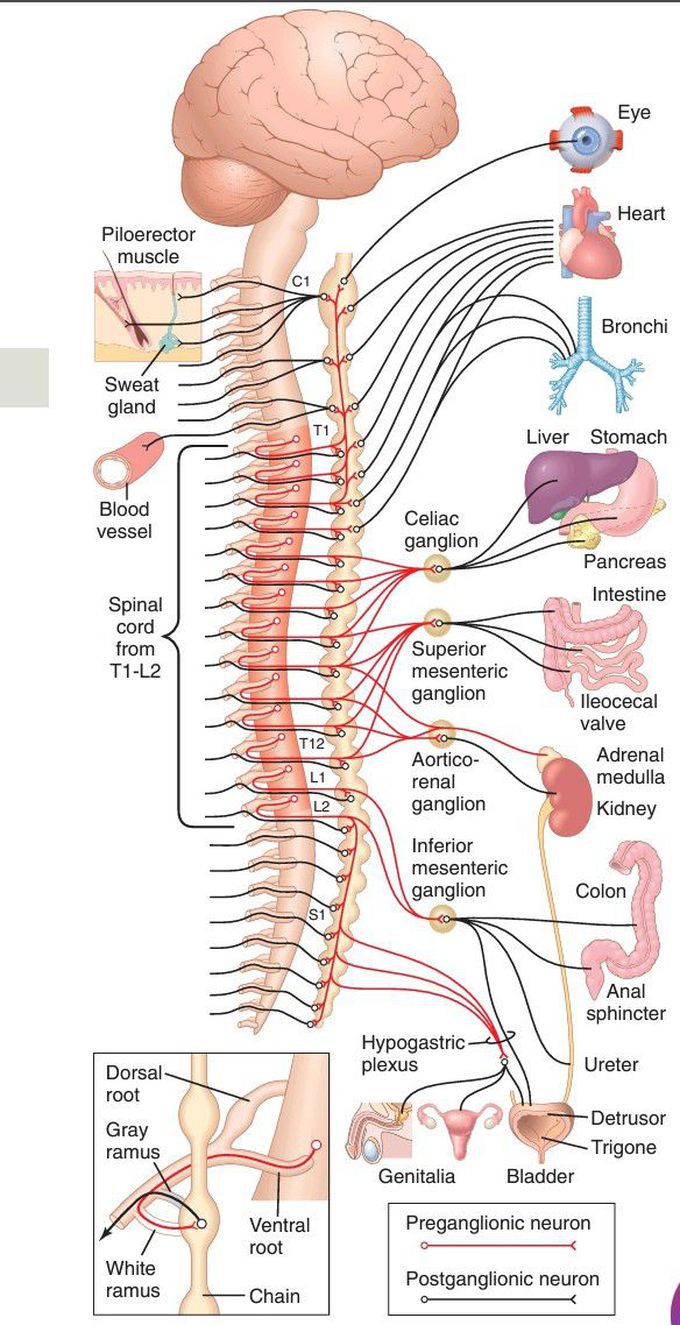 Sympathetic nervous system.