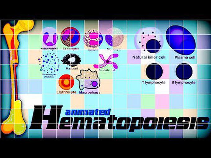 Hematopoiesis - 3D Visuals