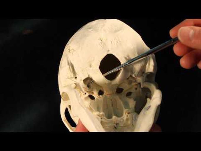 Anatomy of the Occipital Bone
