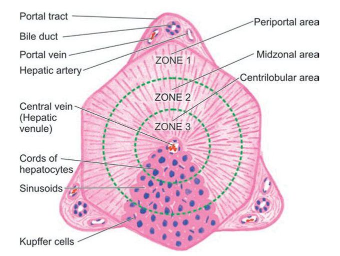 Histology of hepatic lobule