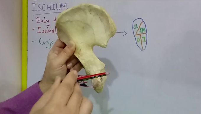HIP BONE - PART 3 BY DR MITESH DAVE