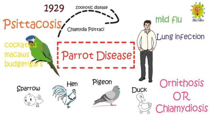 Psittacosis