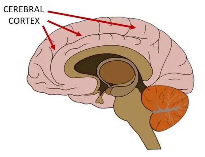Cerebral Cortex - MEDizzy